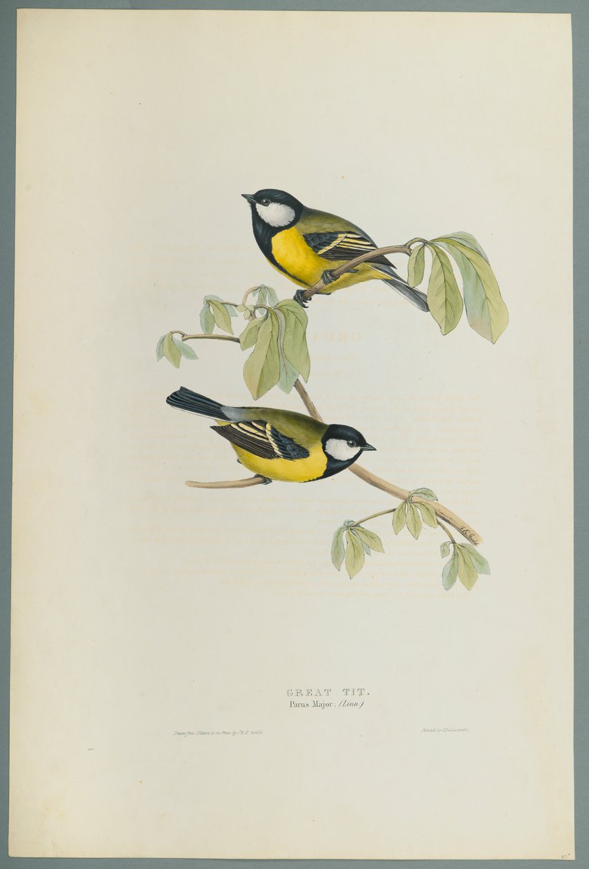 Great Tit by John Gould