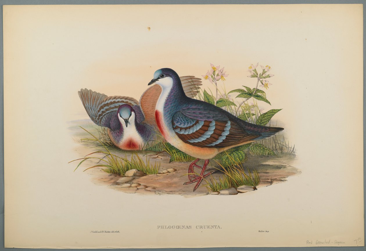 Philogoenas Cruenta by John Gould
