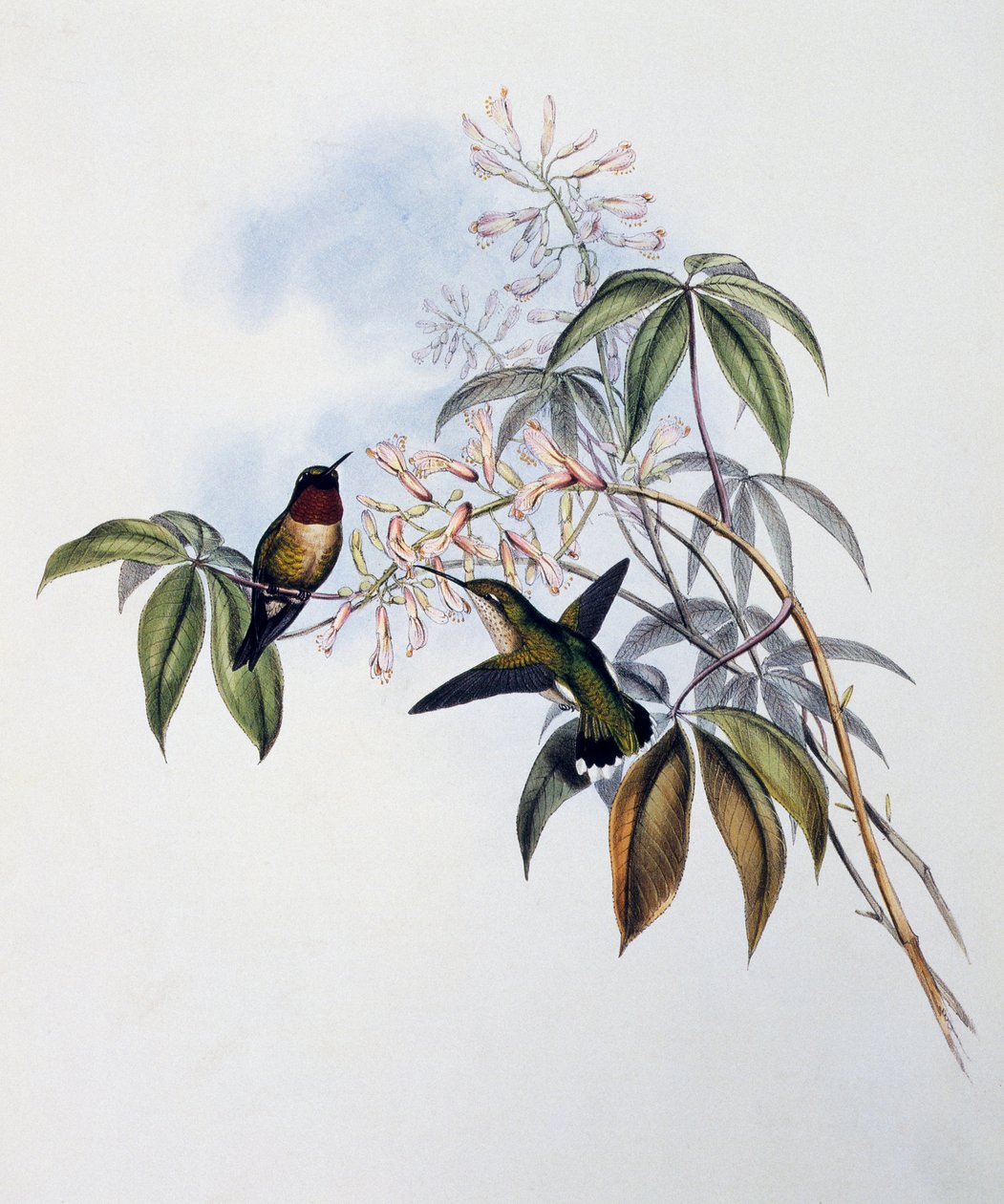Ruby-throated Hummingbird (Archilochus colubris), Engraving from ...