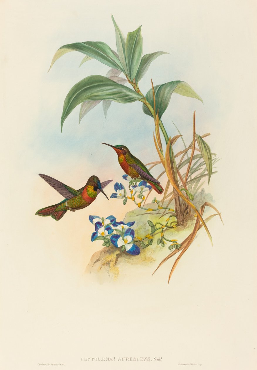 Banded Ruby or Gould