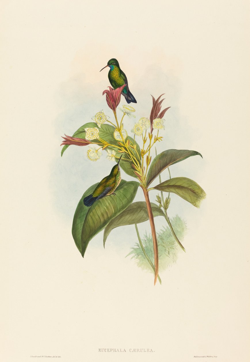 Blue-chinned Sapphire by John Gould and H.C. Richter