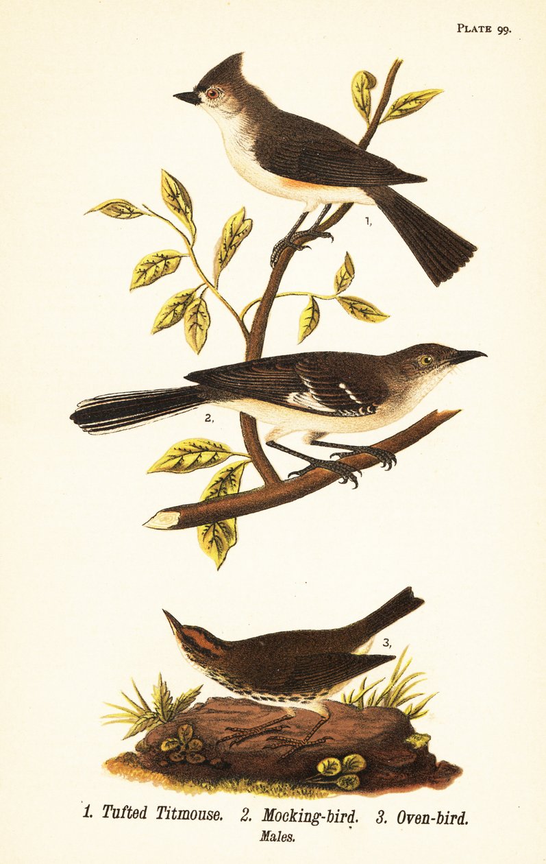 Tufted titmouse, northern mockingbird and ovenbird by John James (after) Audubon