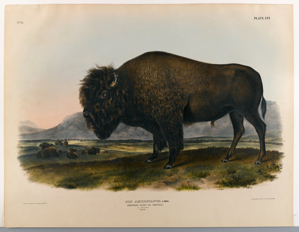 American Bison Art