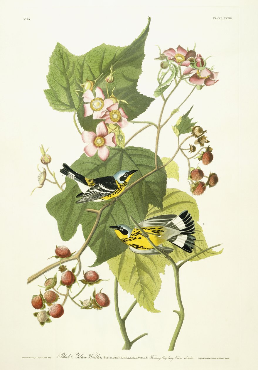 Black and Yellow Warbler and Flowering Raspberry