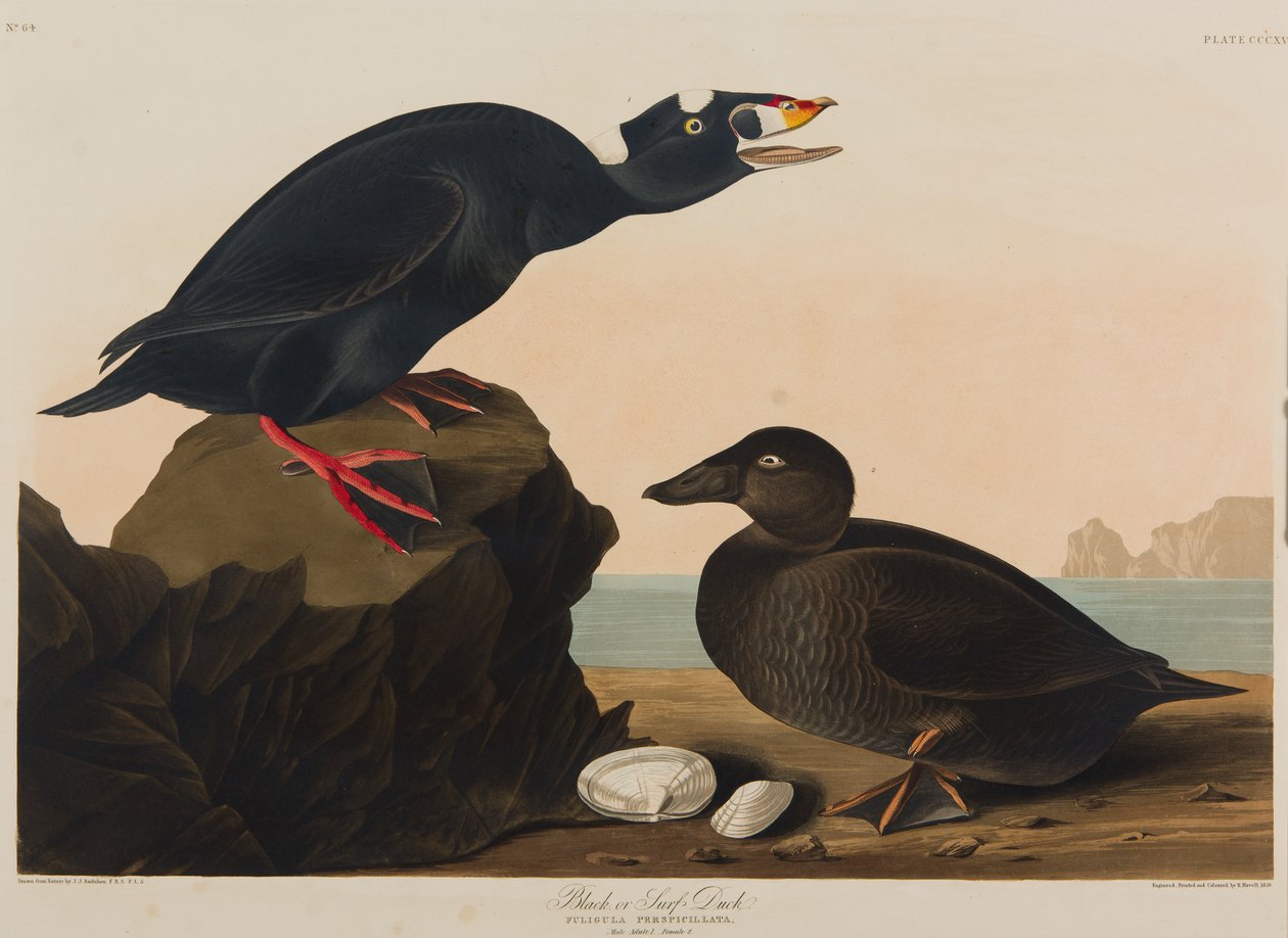 Black or Surf Duck, 1836 by John James Audubon