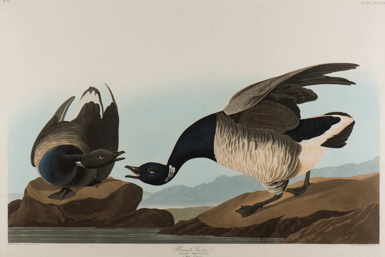 Brant Goose, 1837 by John James Audubon