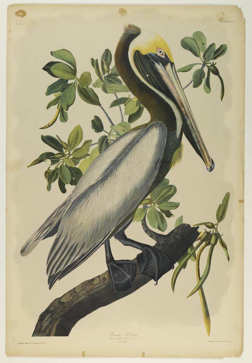 Brown Pelican by John James Audubon: Buy fine art print