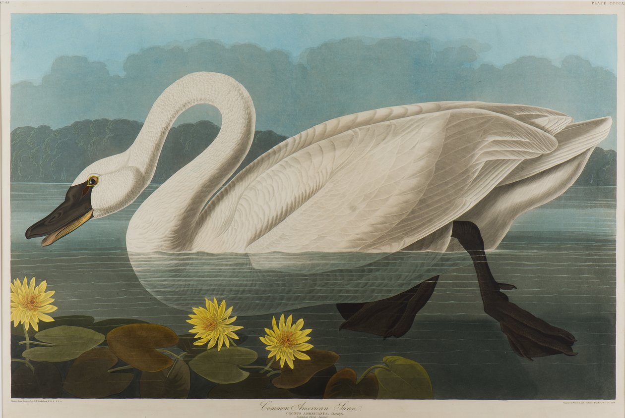 Common American Swan, 1838 by John James Audubon
