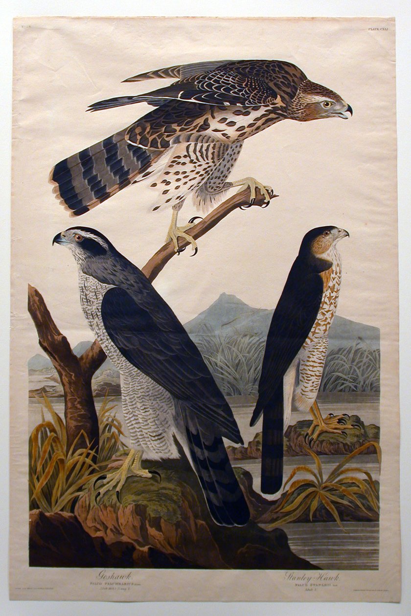 Goshawk, Stanley Hawk (No. 29) by John James Audubon