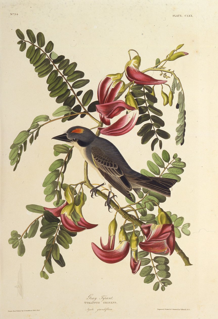 Gray Tyrant. From The Birds of America, 1827-1838 by John James Audubon