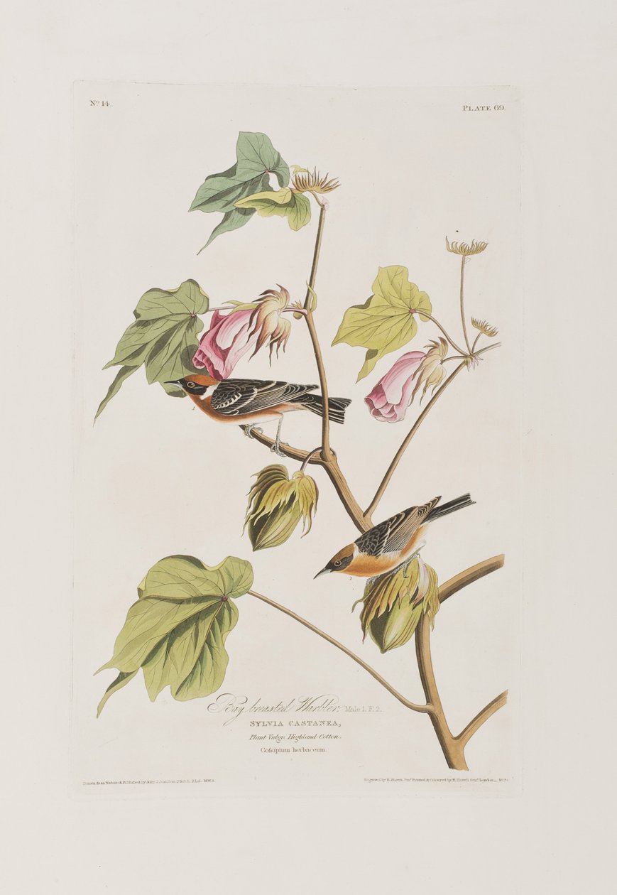 Illustration from 