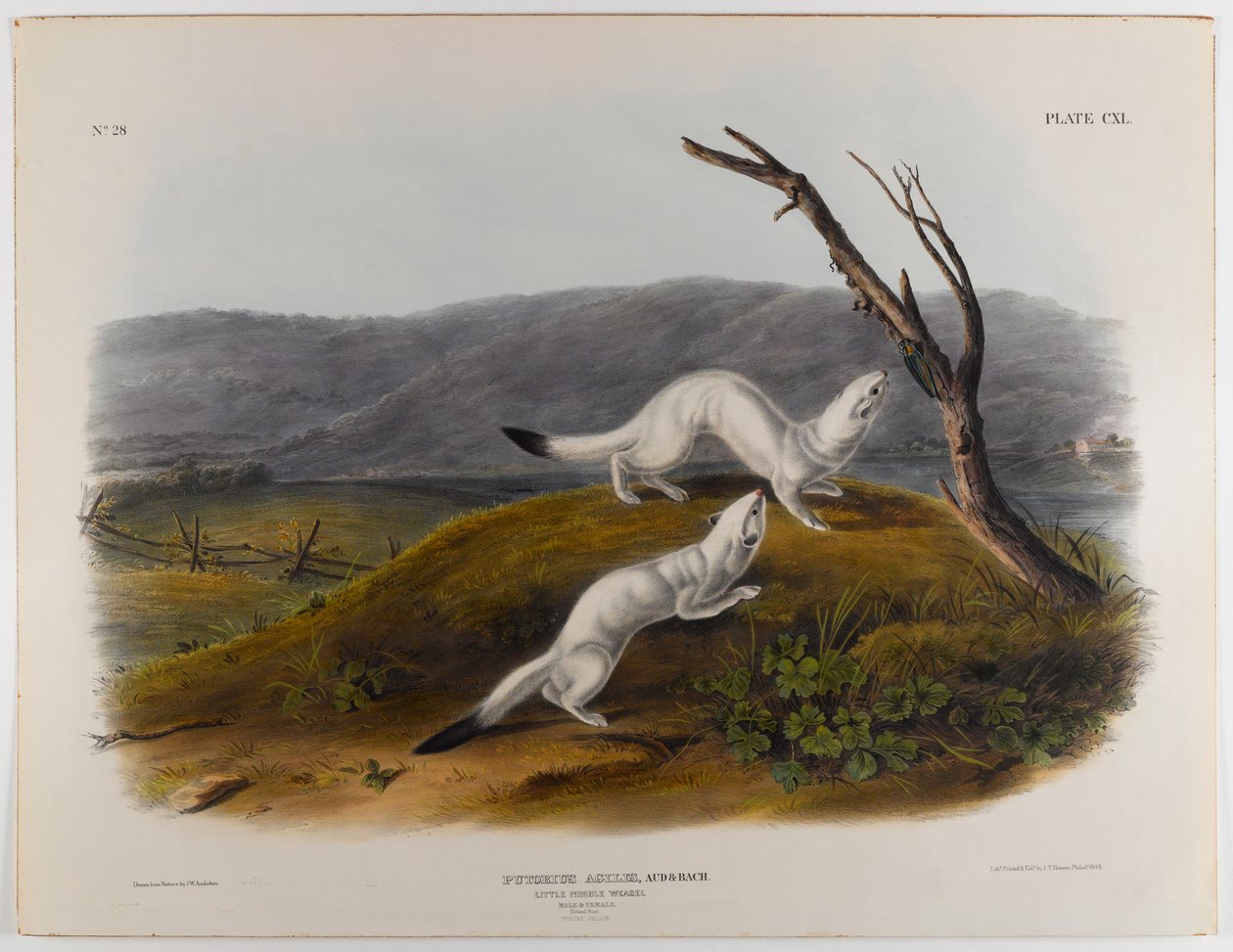 Little nimble weasel by John James Audubon