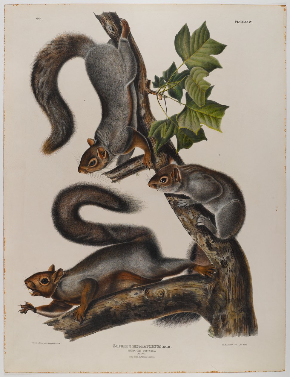 Migratory squirrel by John James Audubon