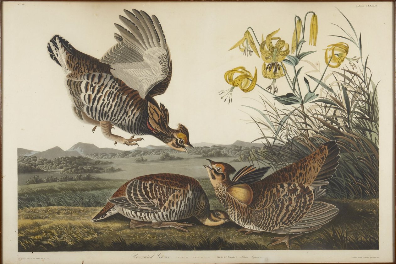 Pinnated Grouse by John James Audubon