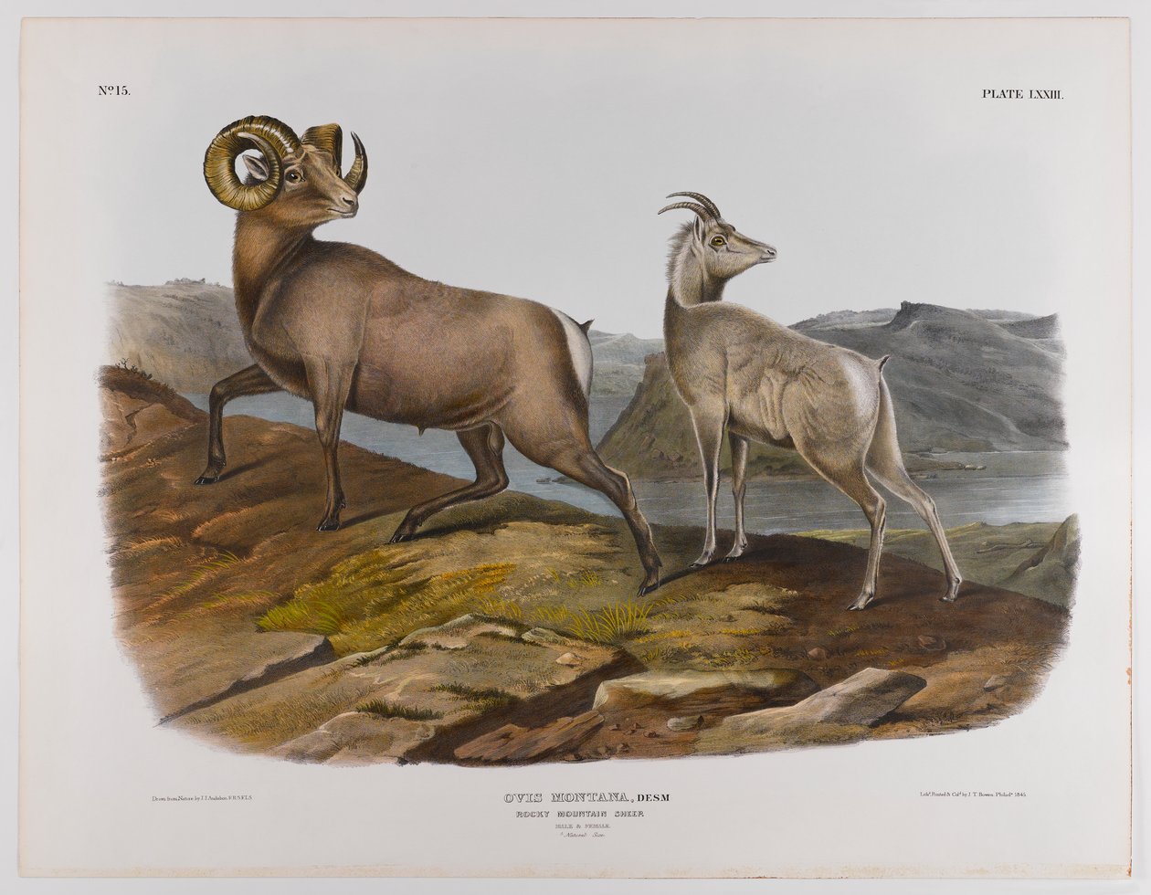 Rocky Mountain sheep, 1845 by John James Audubon