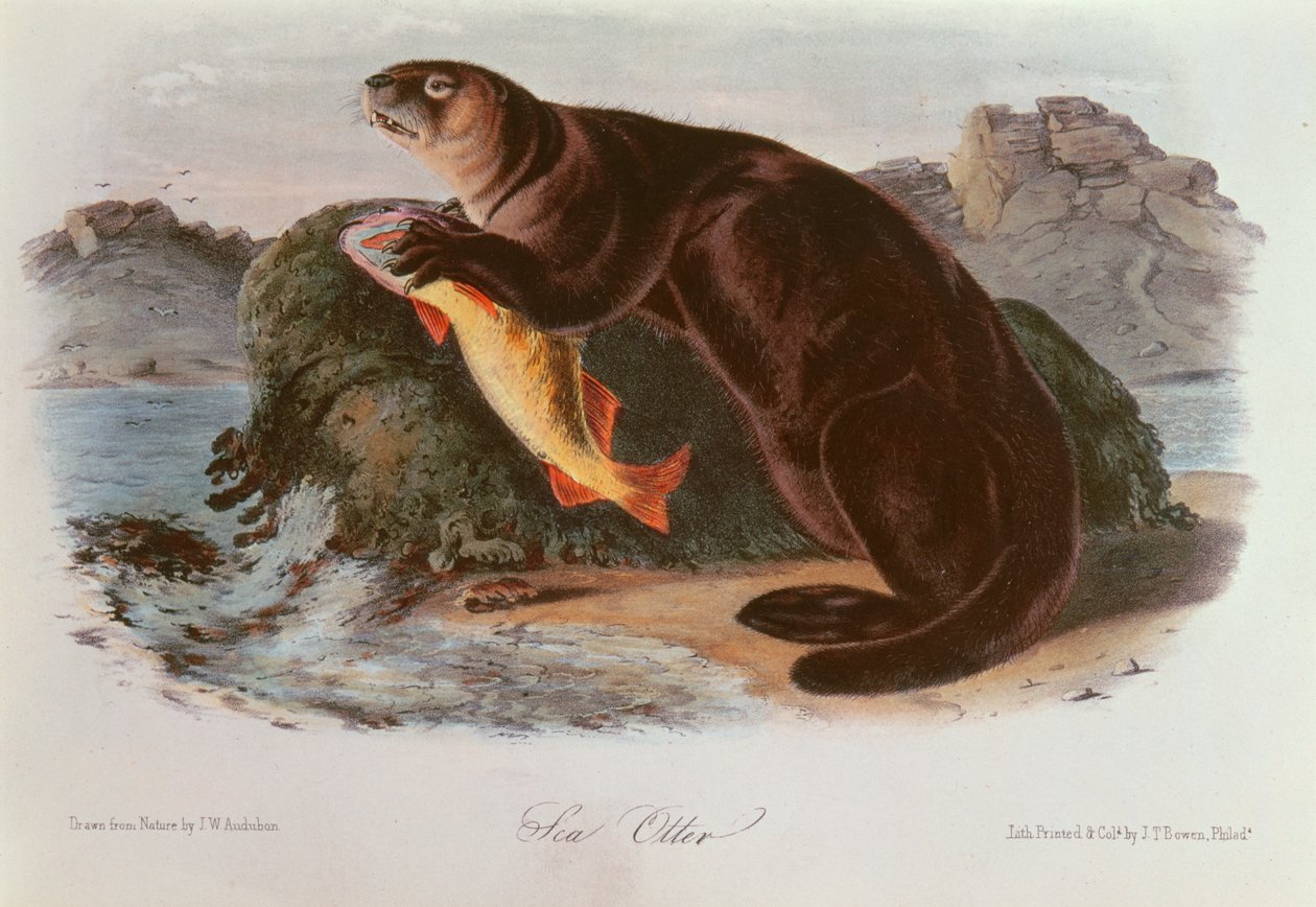Sea Otter by John James Audubon