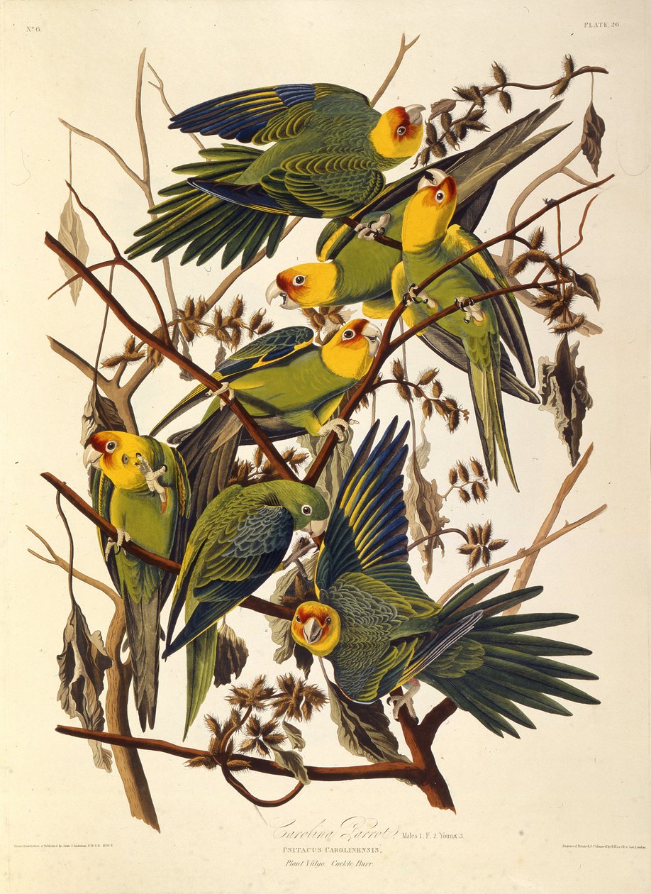 The Carolina Parakeet, From The Birds of America