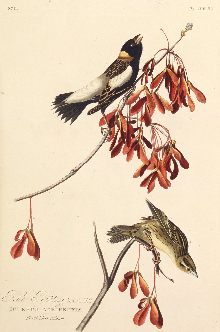 The Ricebird. From The Birds of America by John James Audubon