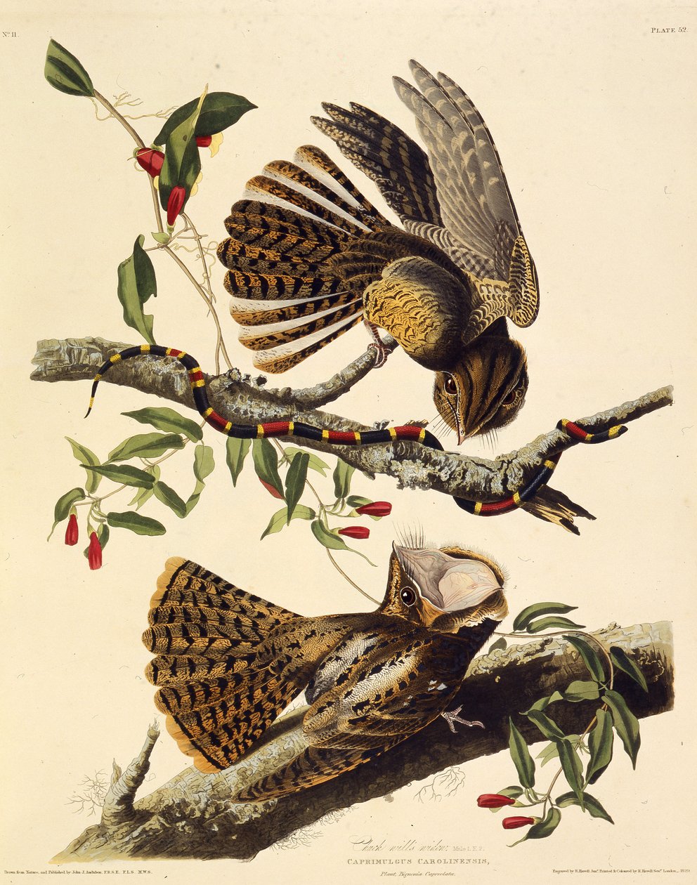 The chuck-wills-widow. From The Birds of America, 1827-1838 by John James Audubon