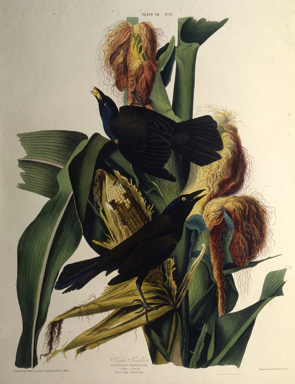 The common grackle (From The Birds of America) by John James Audubon
