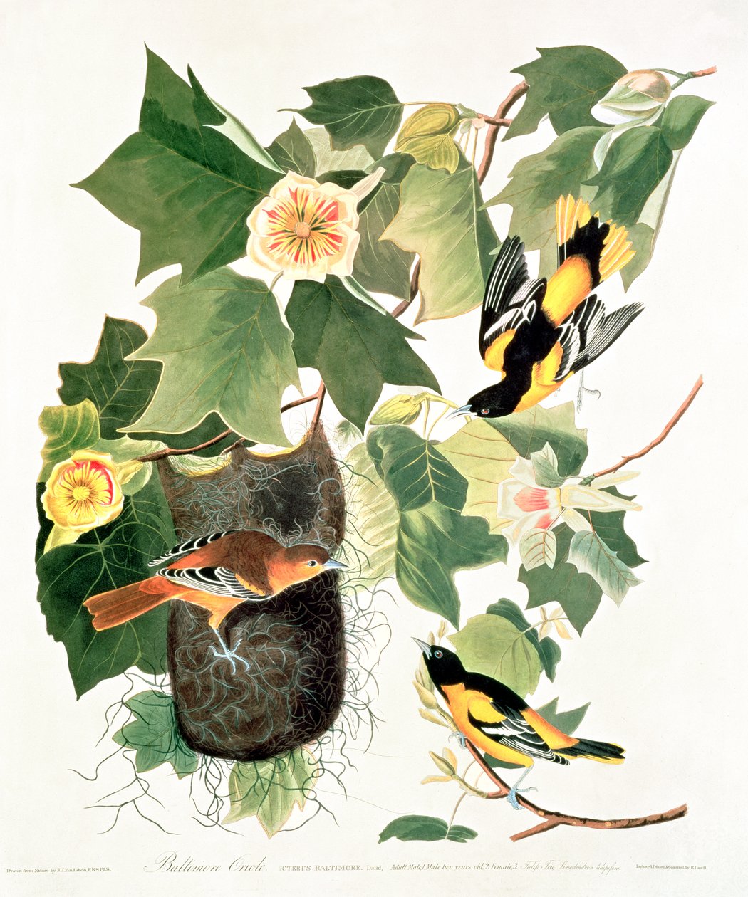 Tulip-Tree: Liriodendron tulipifera, from 
