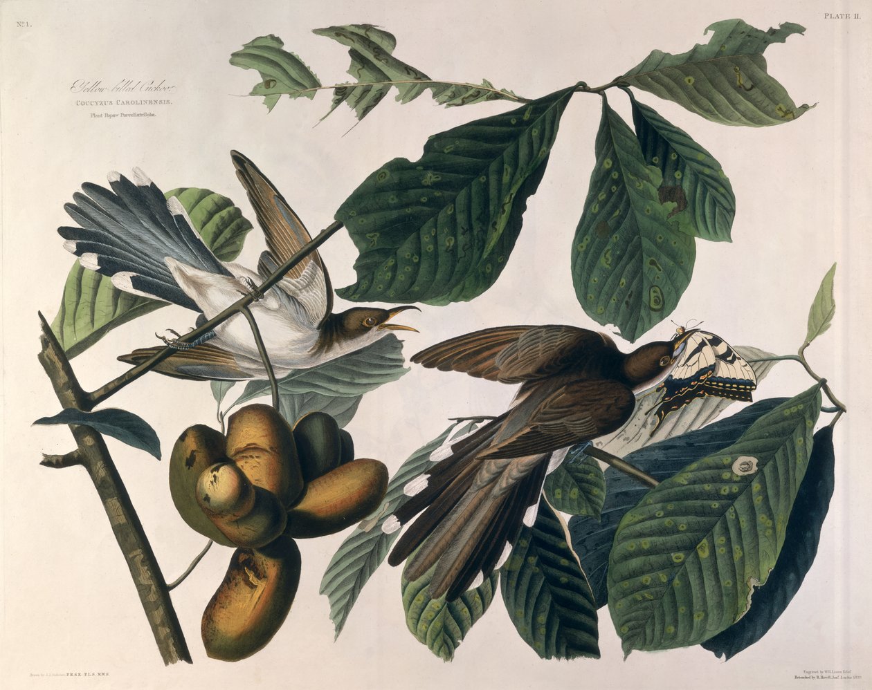 Yellow-billed Cuckoo, from 