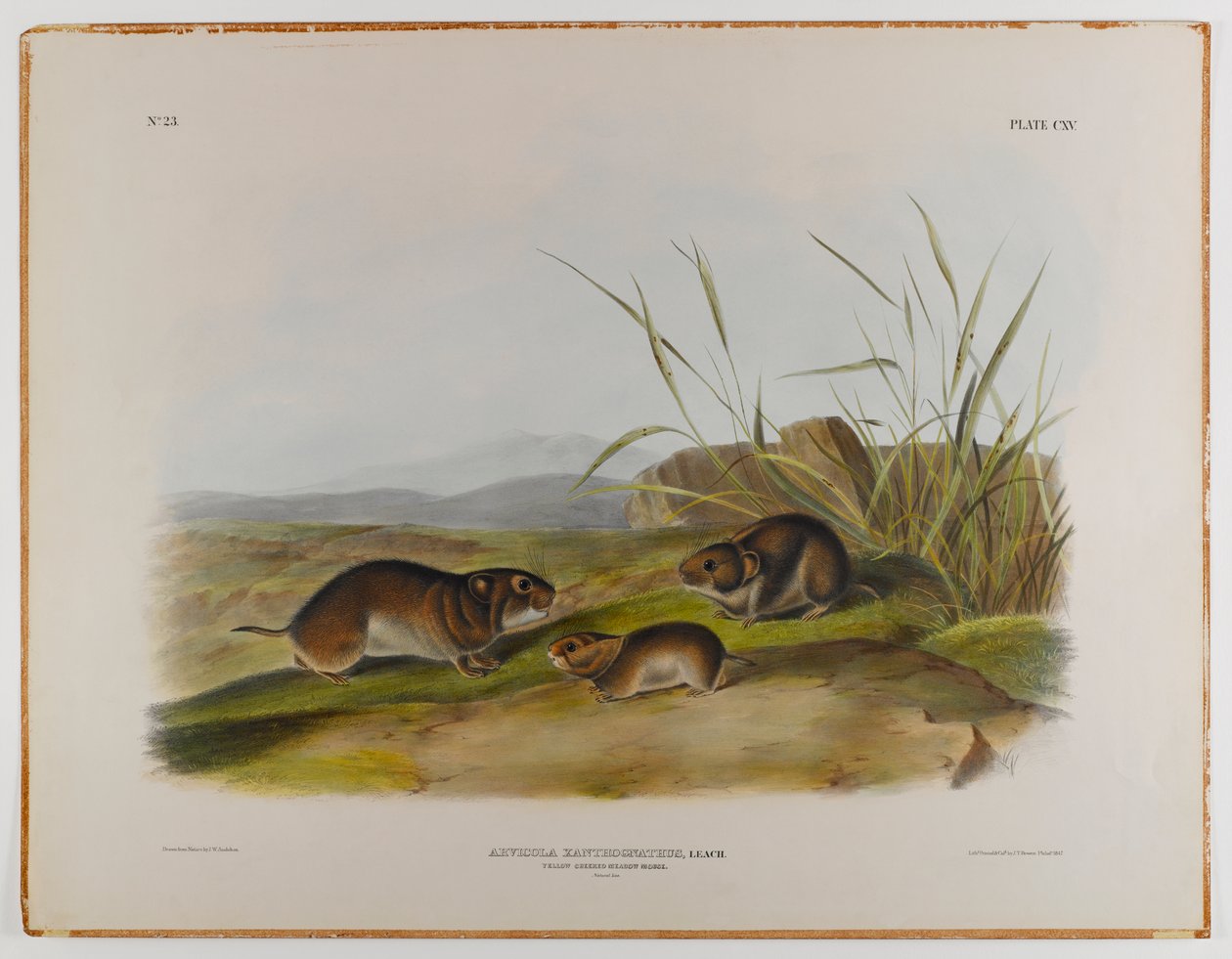 Yellow-cheeked meadow mouse by John James Audubon