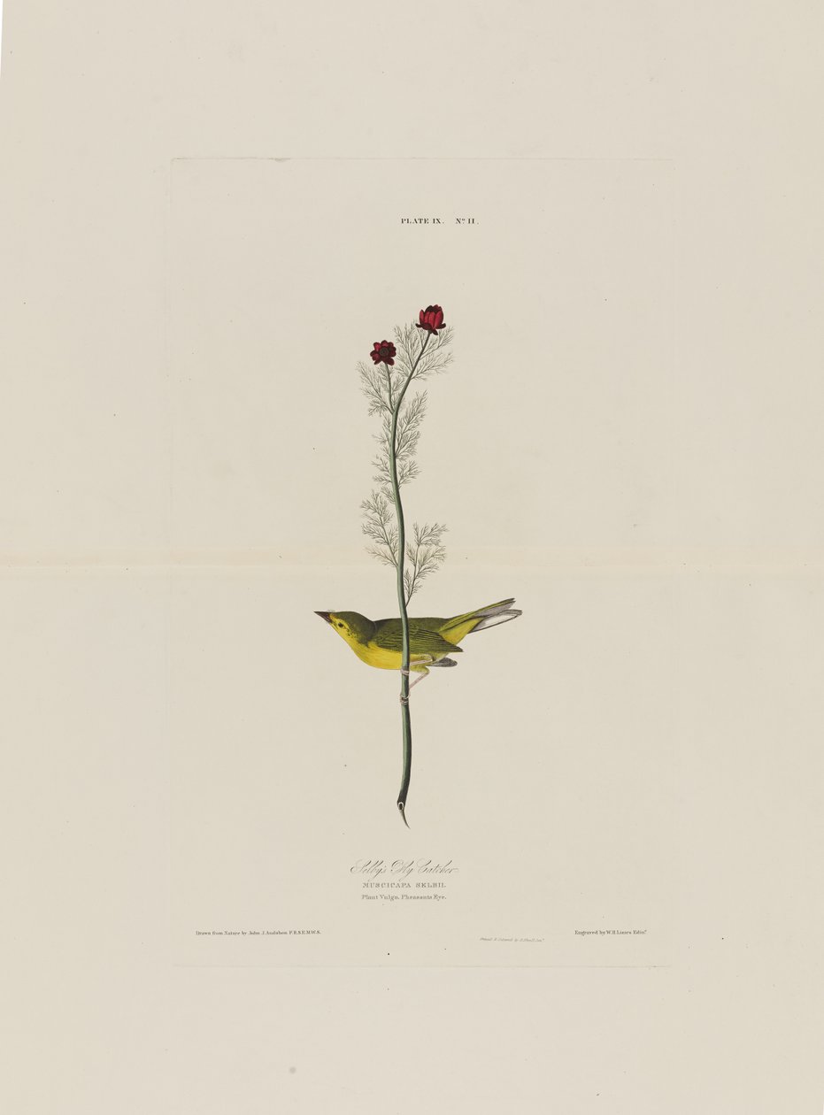Selbys Fly Catcher, from Birds of America, engraved by Robert Havell by John James after Audubon