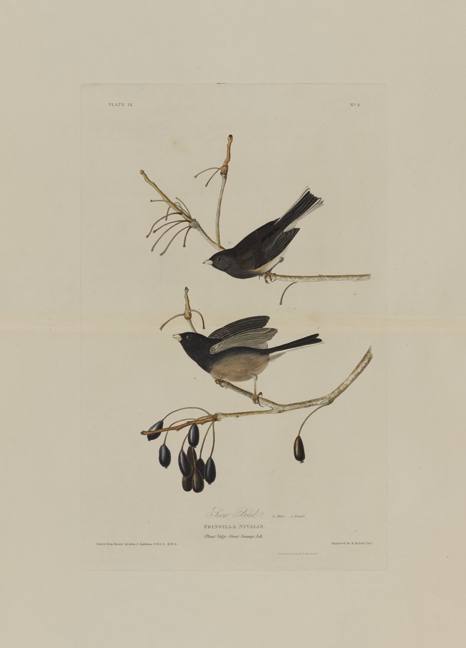 Snow Bird, from Birds of America, engraved by Robert Havell by John James after Audubon