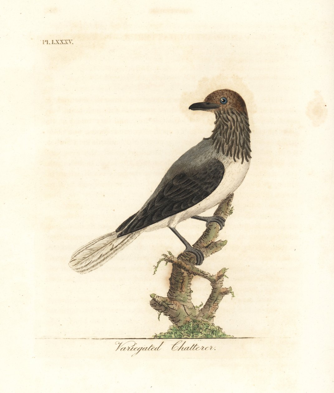 Bearded Bellbird, Procnias Averano (Variegated Chatterer, Ampelis Variegata) by John Latham