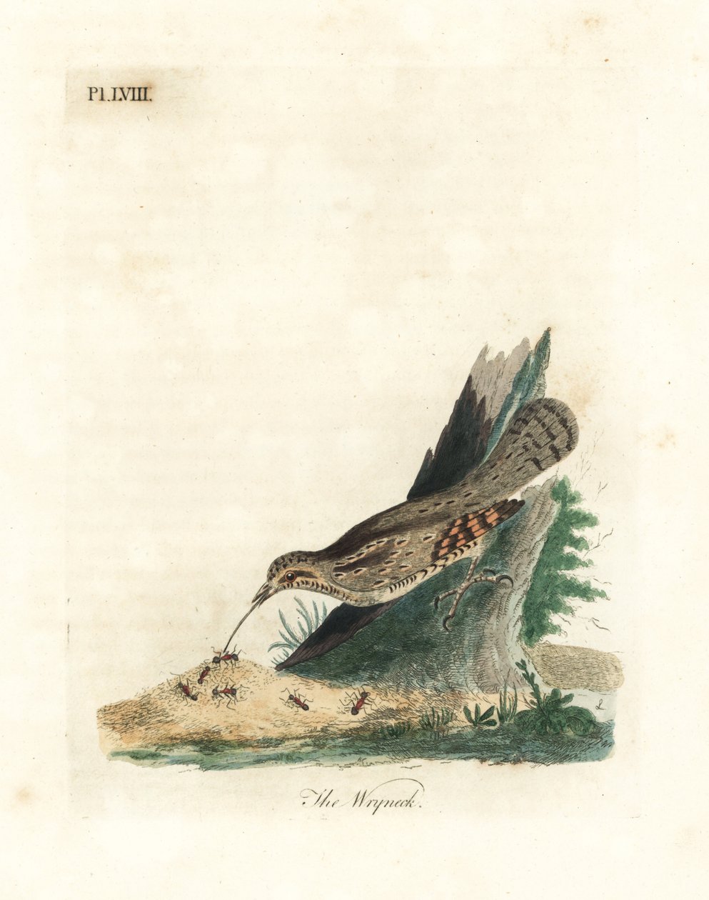 Eurasian Wryneck. Handcoloured Copperplate by John Latham from A General History of Birds, Winchester by John Latham
