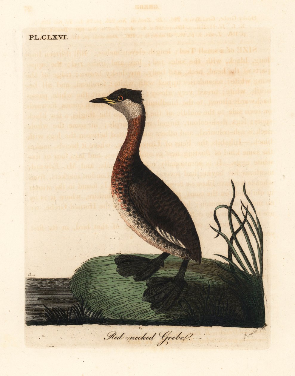 Red-necked Grebe, Podiceps grisegena (Podiceps rubricollis). Handcoloured Copperplate Drawn and Engraved by John Latham from His Own A General History of Birds, Winchester by John Latham