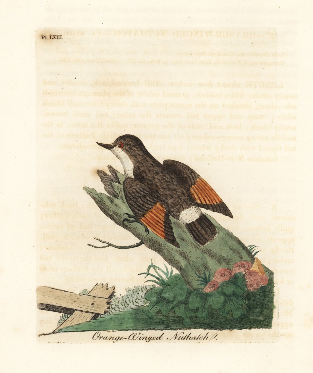 Varied Sittella, Daphoenositta chrysoptera (Orange-winged Nuthatch, Sitta chrysoptera). Handcoloured Copperplate Drawn and Engraved by John Latham from His Own A General History of Birds, Winchester by John Latham