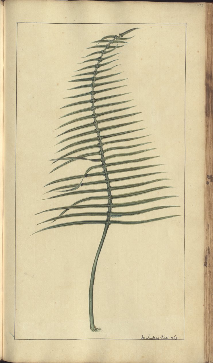 A Page from the 
