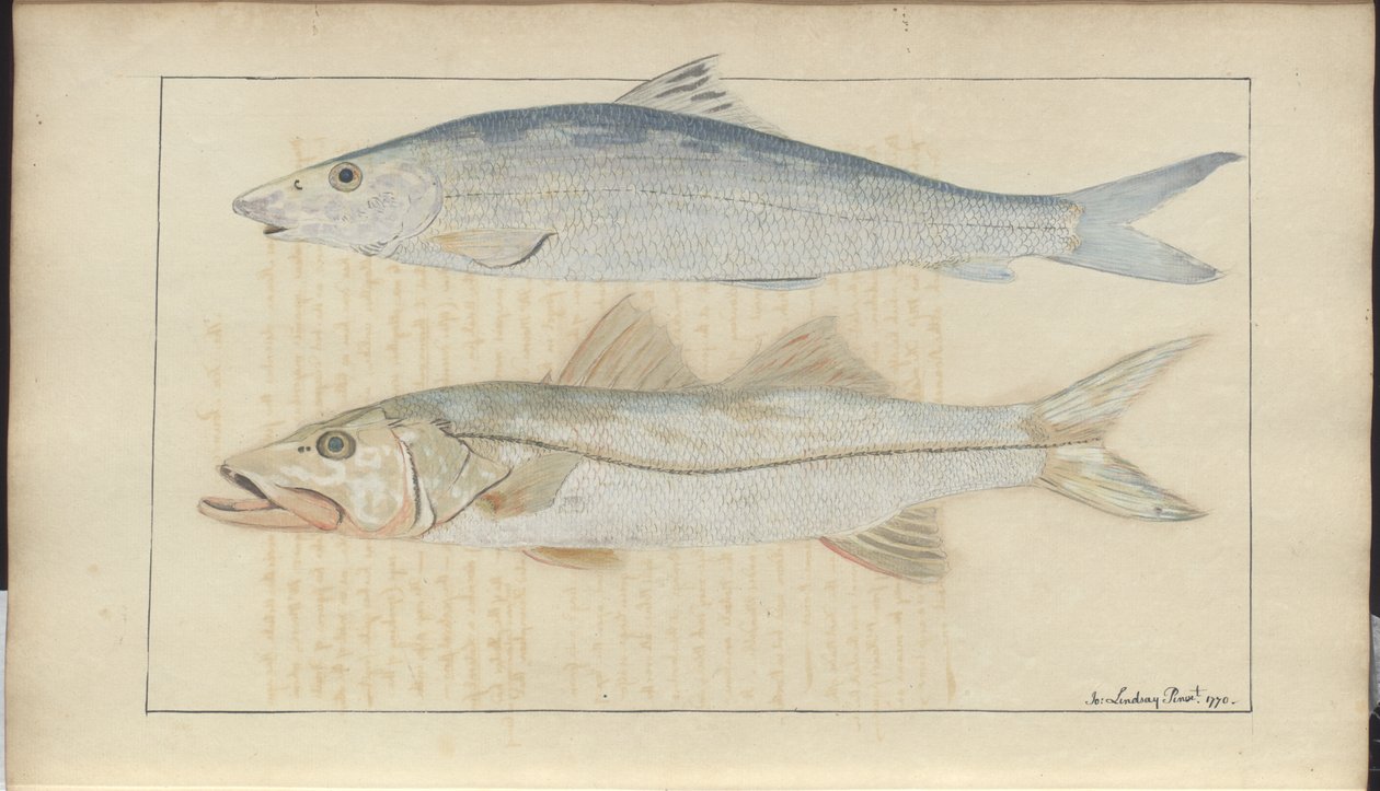 Lindsay Drawings Vol. VII by John Lindsay