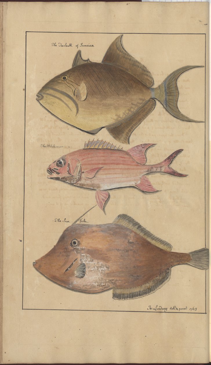 Lindsay Drawings Vol. VII, 6 by John Lindsay