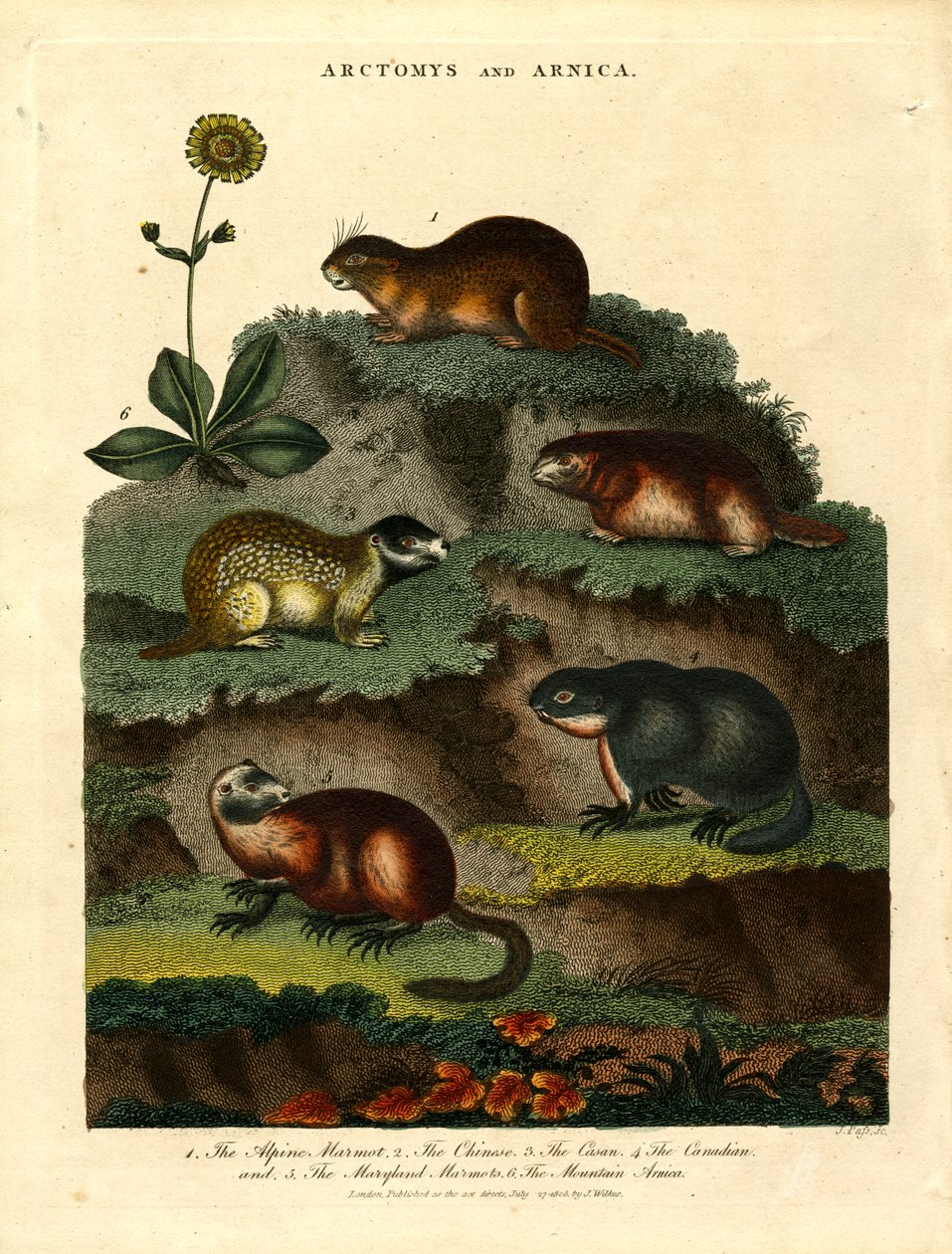 Marmots and Arnica by John Pass