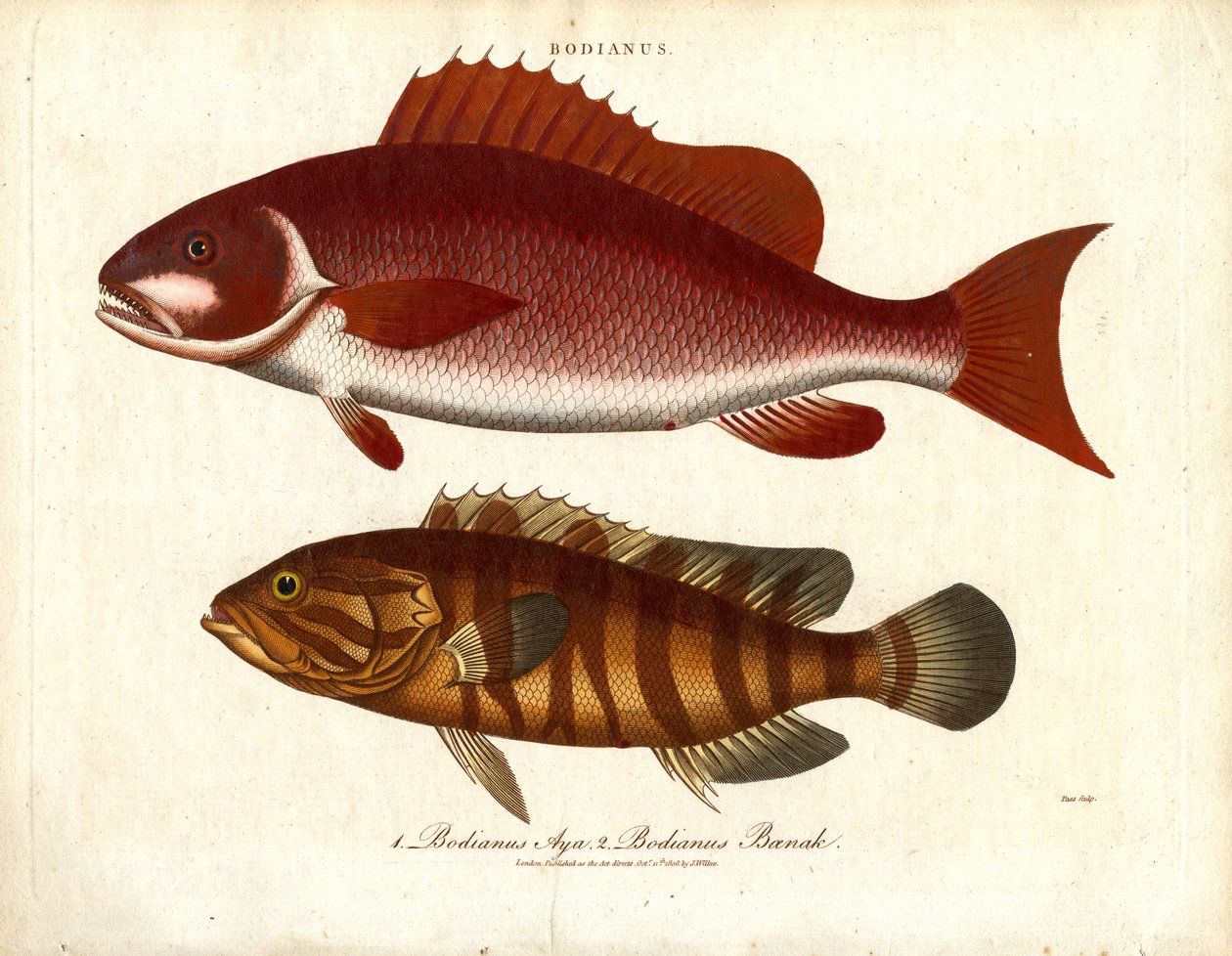 Bodianus - Two Species of Sea Perch by John Pass