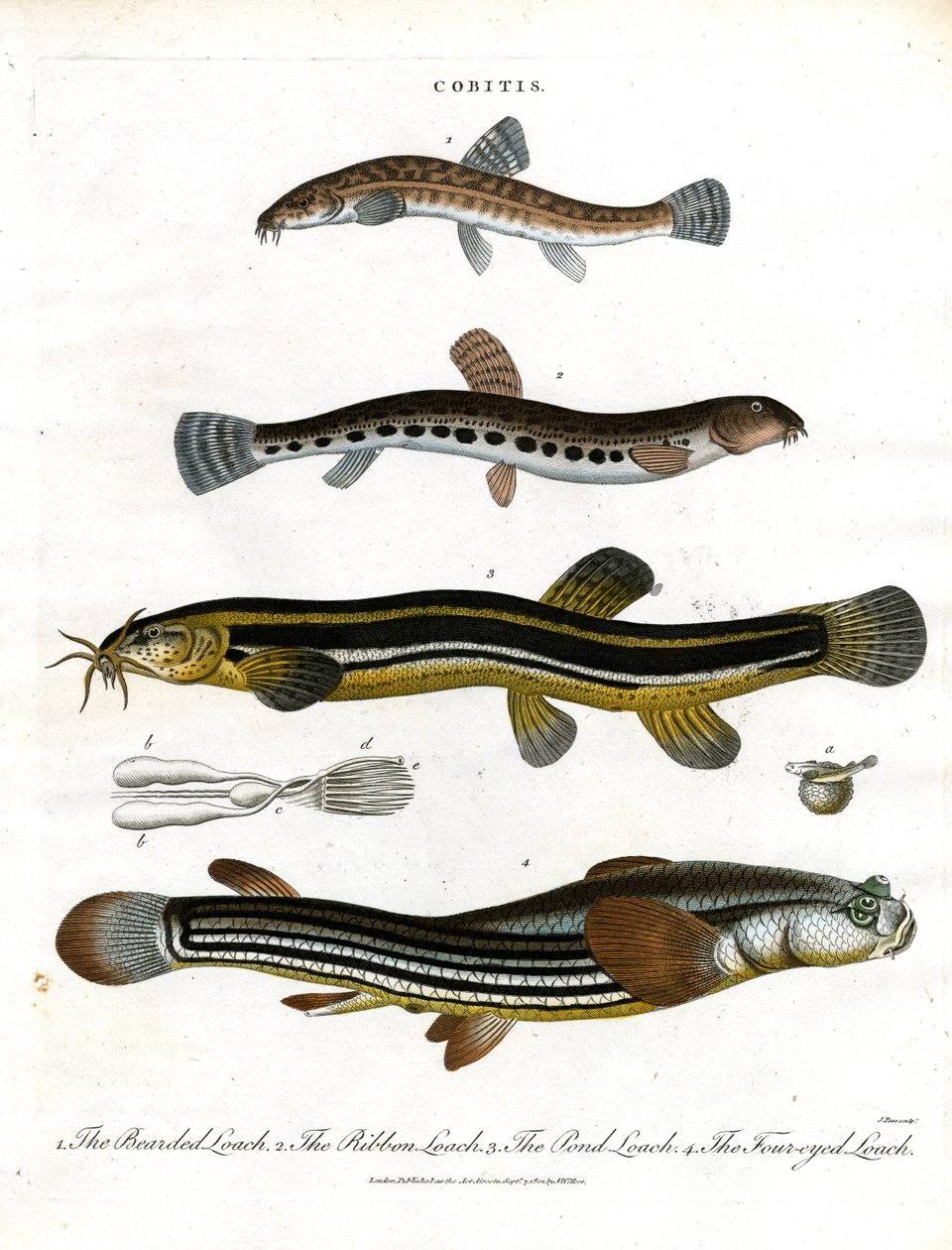 Various Loach Species by John Pass: Buy fine art print