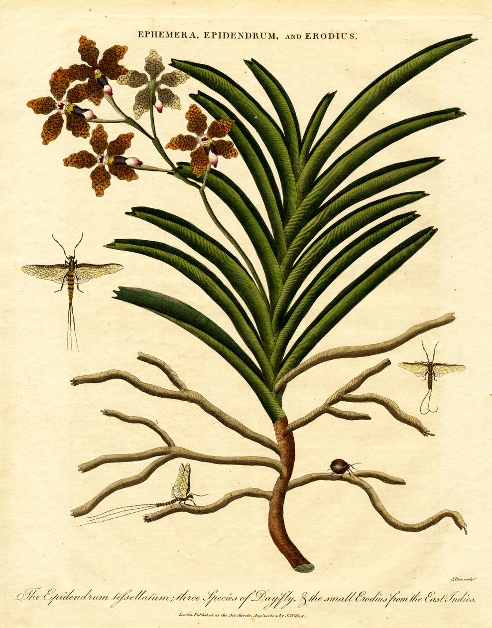 Epidendrum, Ephemera, and Erodius by John Pass