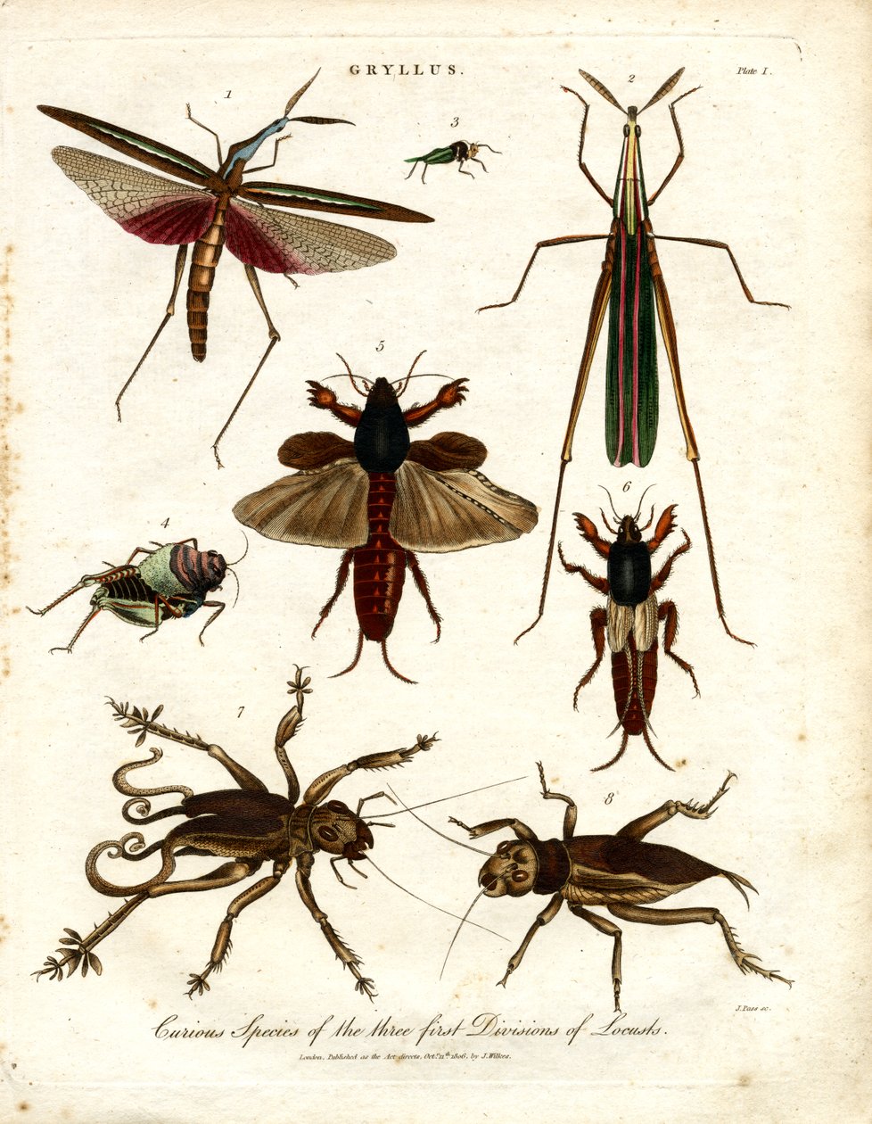 Curious Species of the Three First Divisions of Locusts