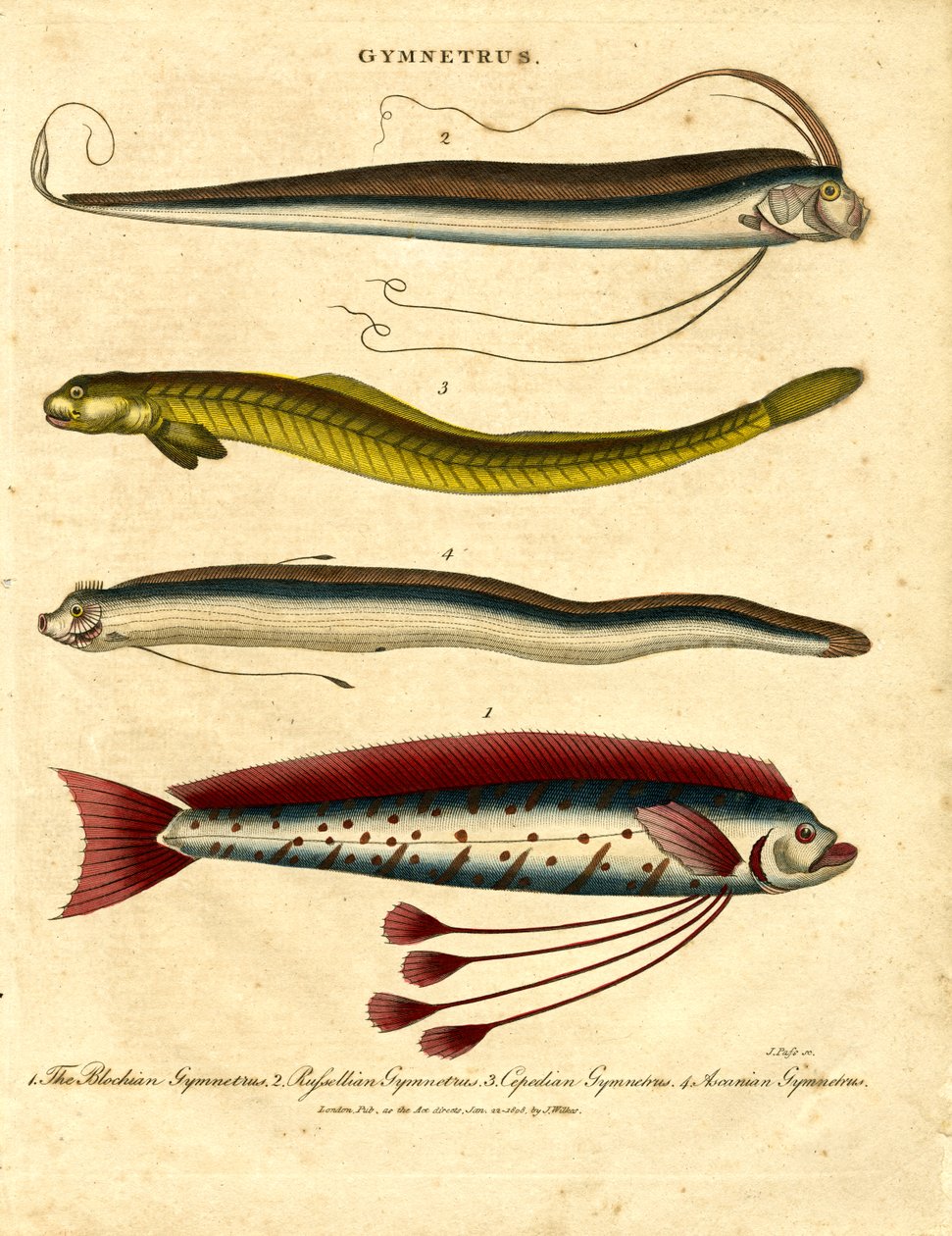 Ribbon Fishes by John Pass