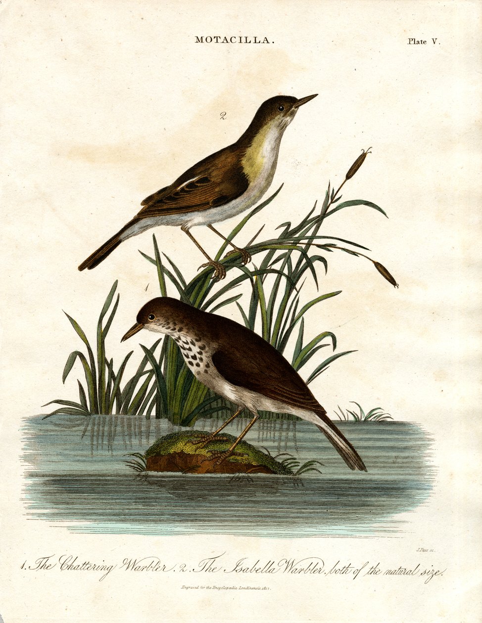 Motacilla: Chattering Warbler and Isabella Warbler by John Pass