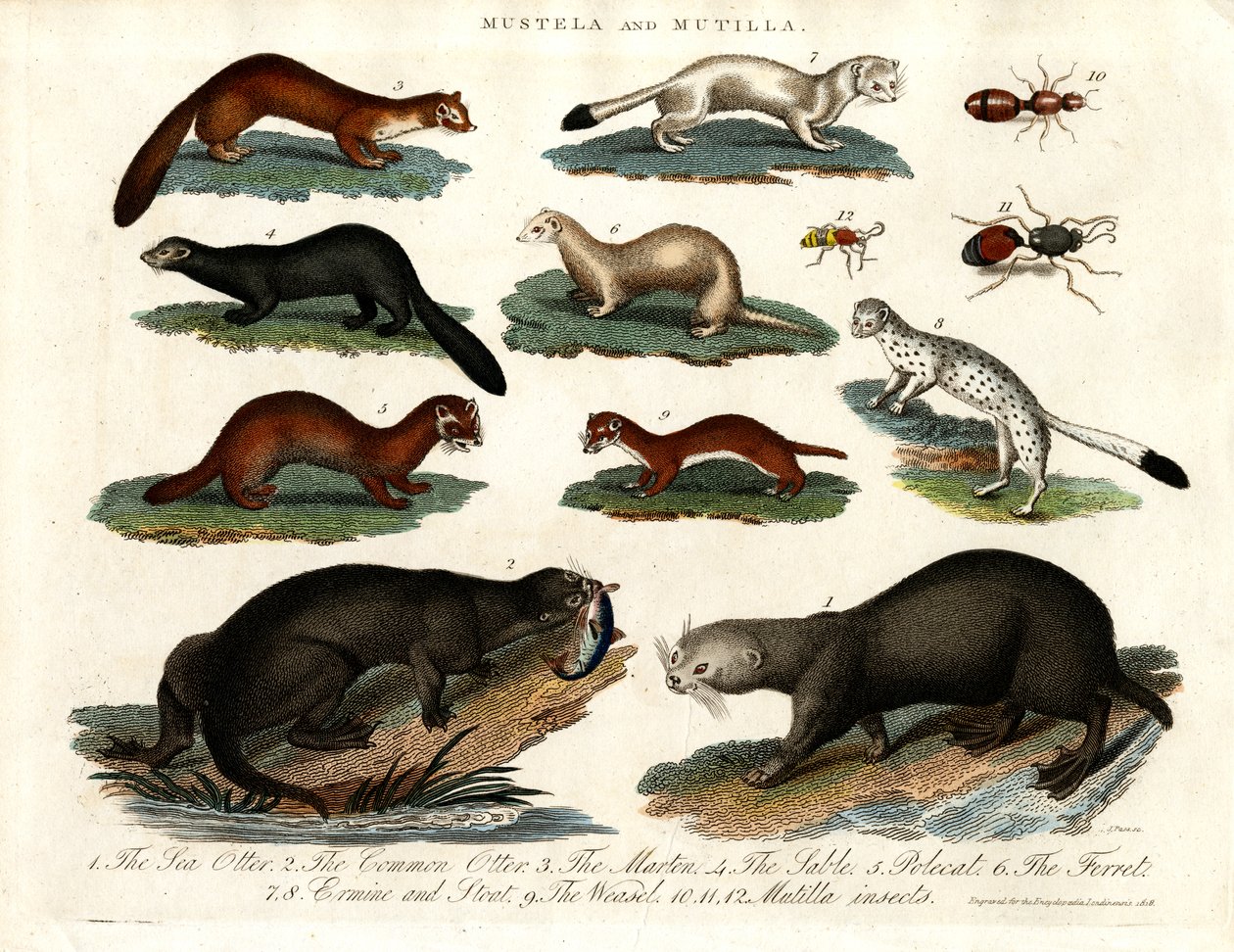 Illustration of Various Mustelids and Mutilla Insects