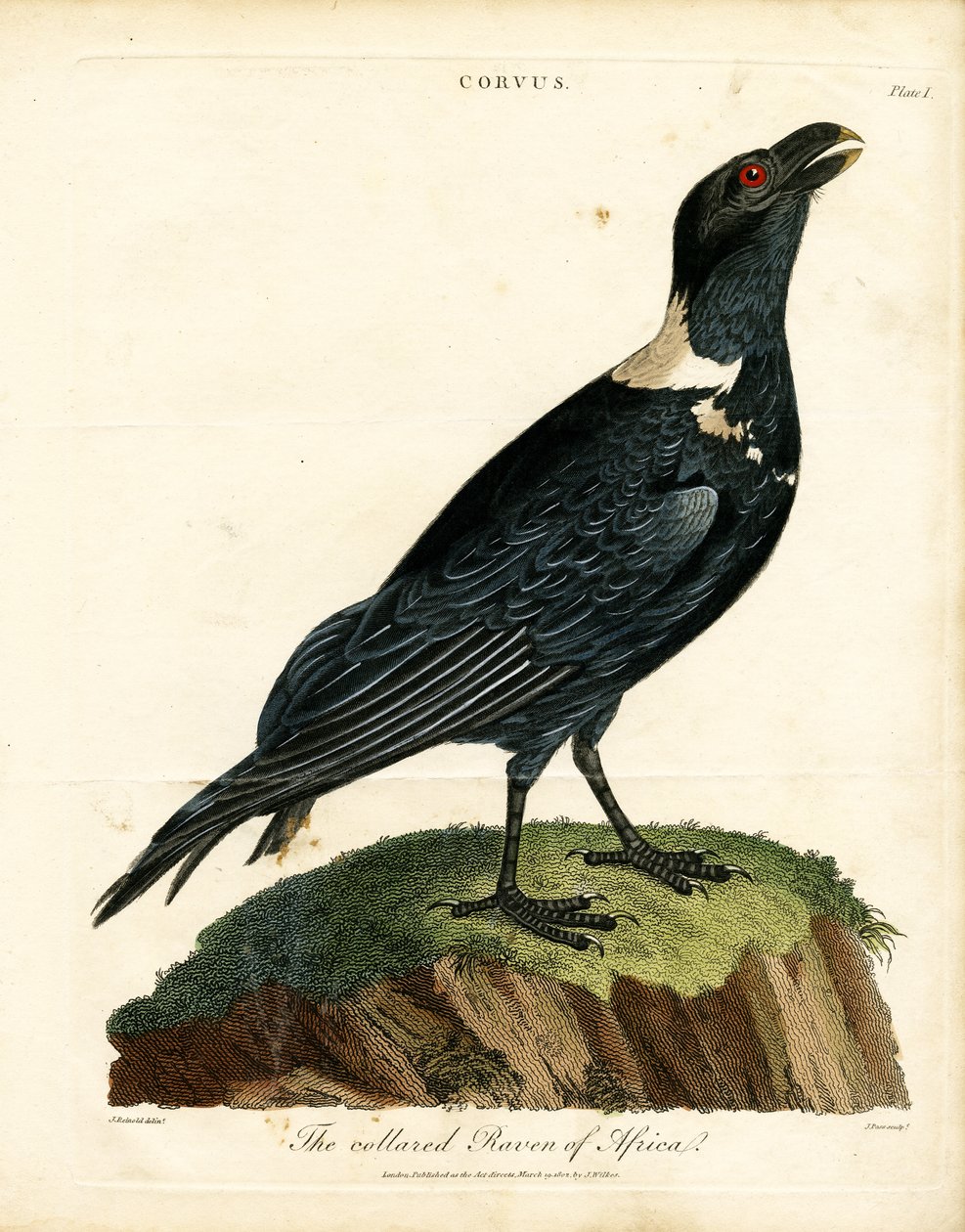 The Collared Raven of Africa by John Pass: Fine art print