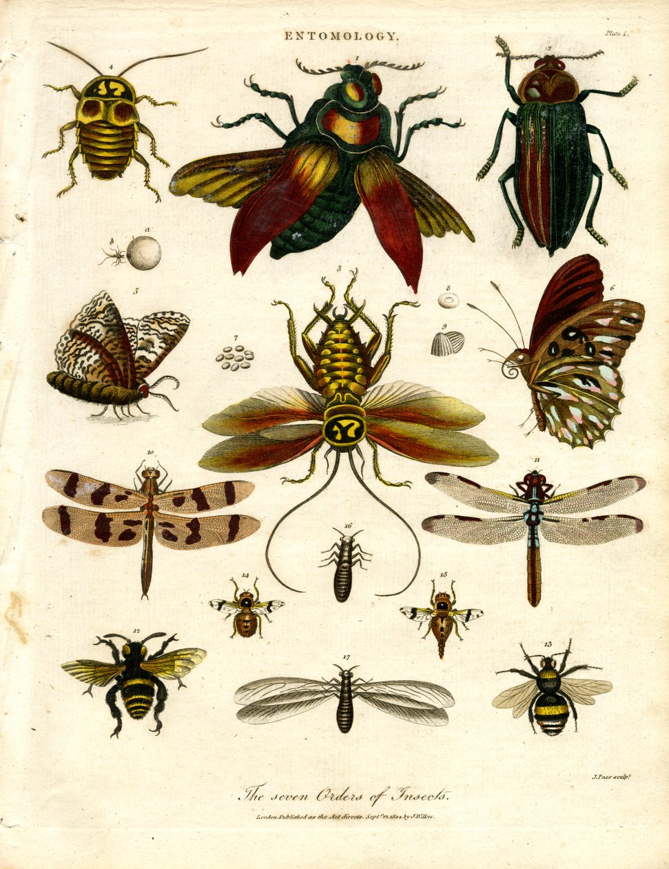 The Seven Orders of Insects by John Pass: Fine art print