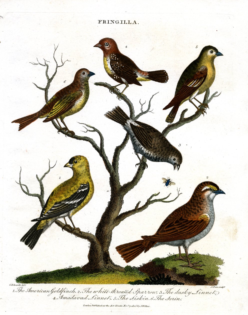 Various Species of Finches by John Pass: Buy fine art prints