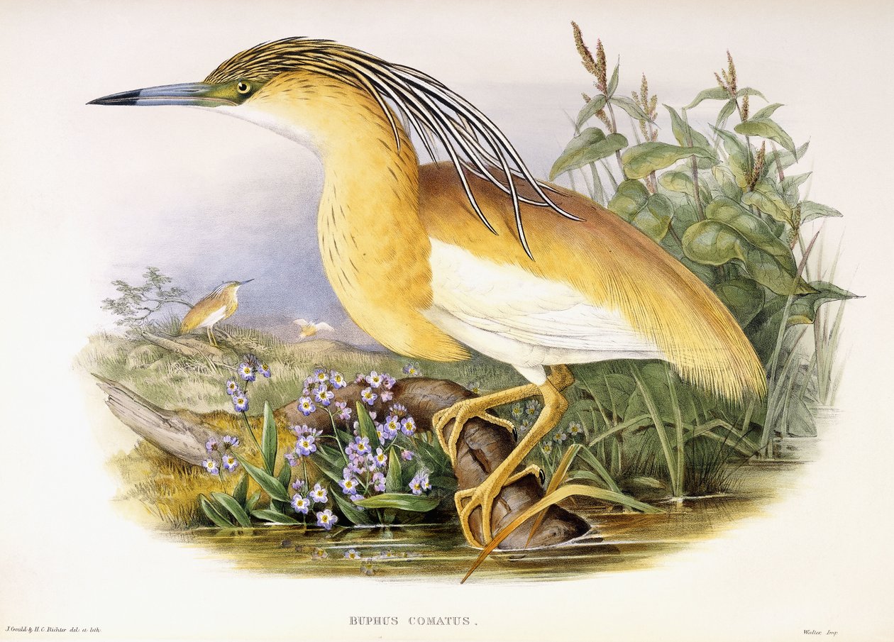 Buphus Comatus, c.1862-3 by John and Richter Henry Constantine Gould