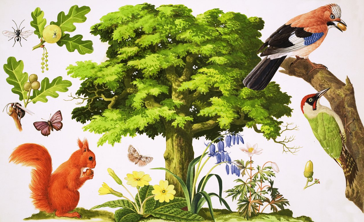 The Wonderful Oak Tree by John Rignall