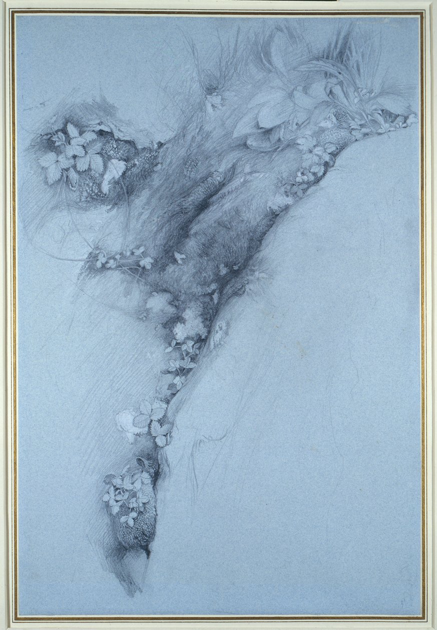 Moss and Wild Strawberry by John Ruskin